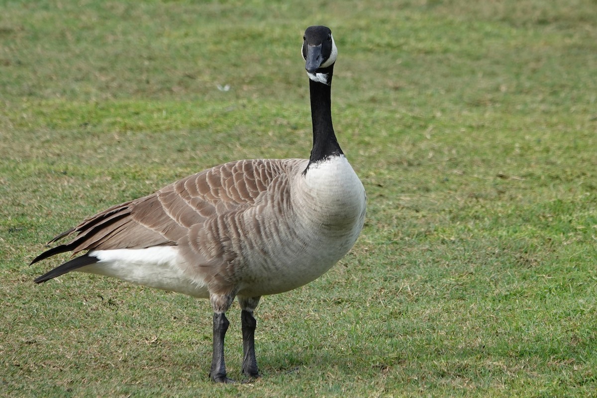 Canada Goose - ML646375771