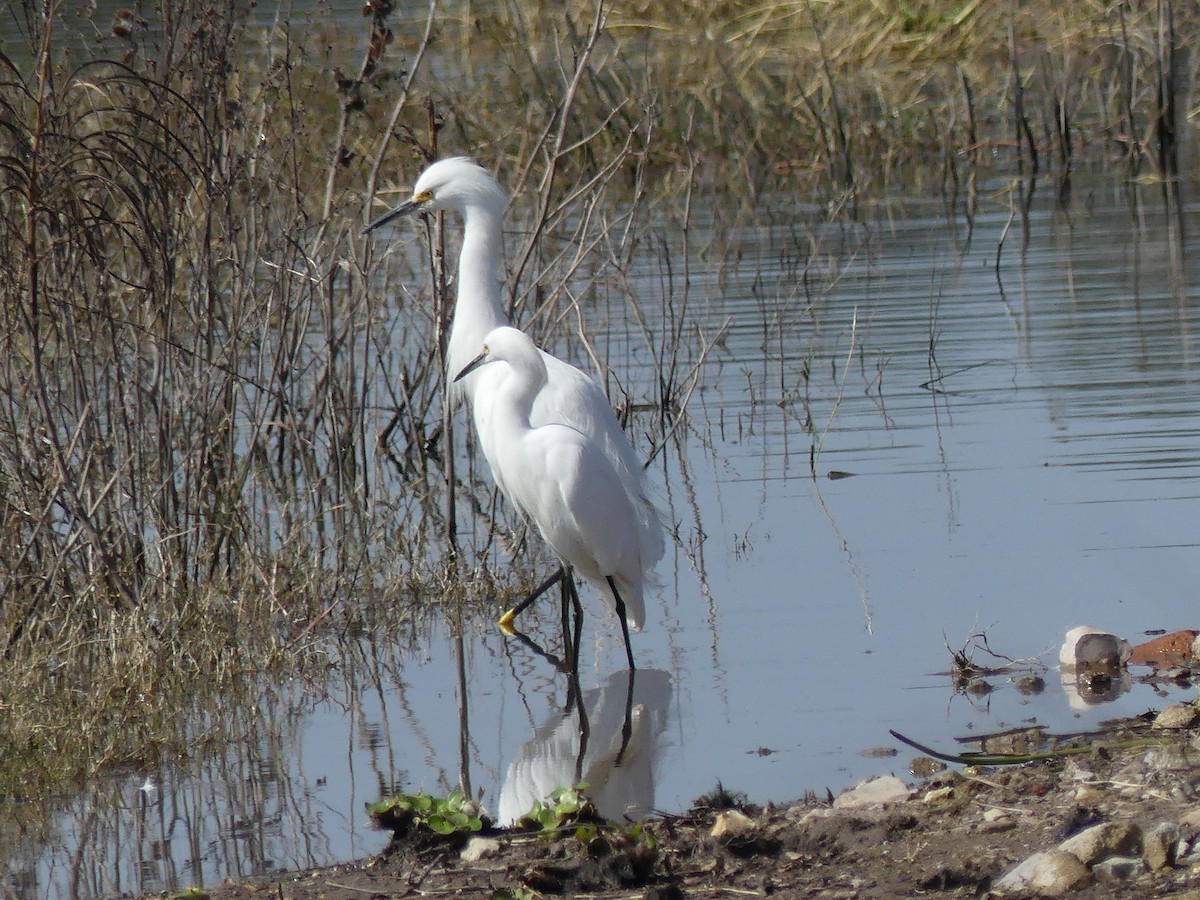 Snowy Egret - ML646375772