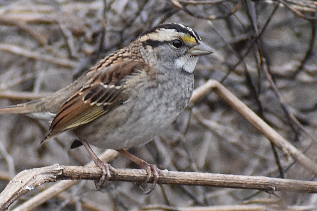 White-throated Sparrow - ML646375773