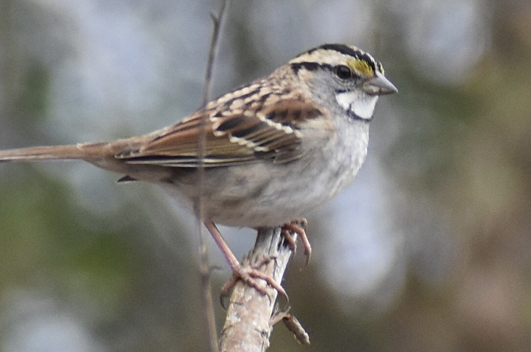 White-throated Sparrow - ML646375774
