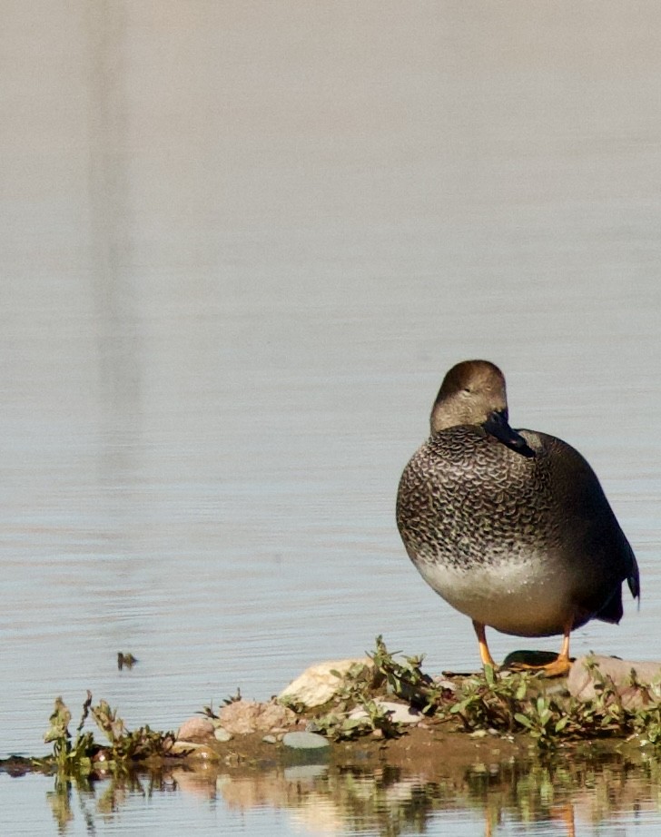 Gadwall - ML646375775