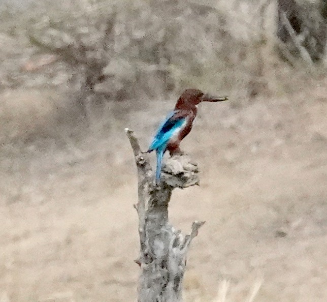 White-throated Kingfisher - ML646375776