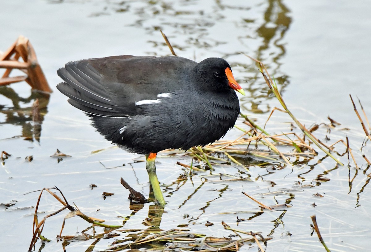 slípka americká - ML646375778