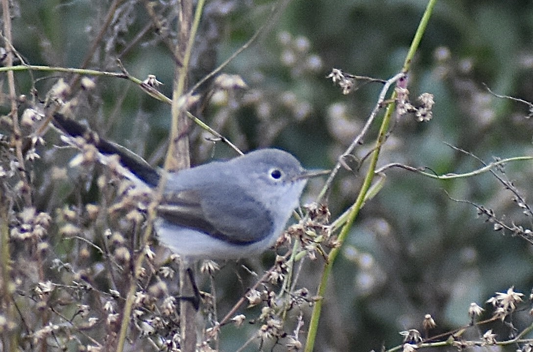 Blue-gray Gnatcatcher - ML646375780
