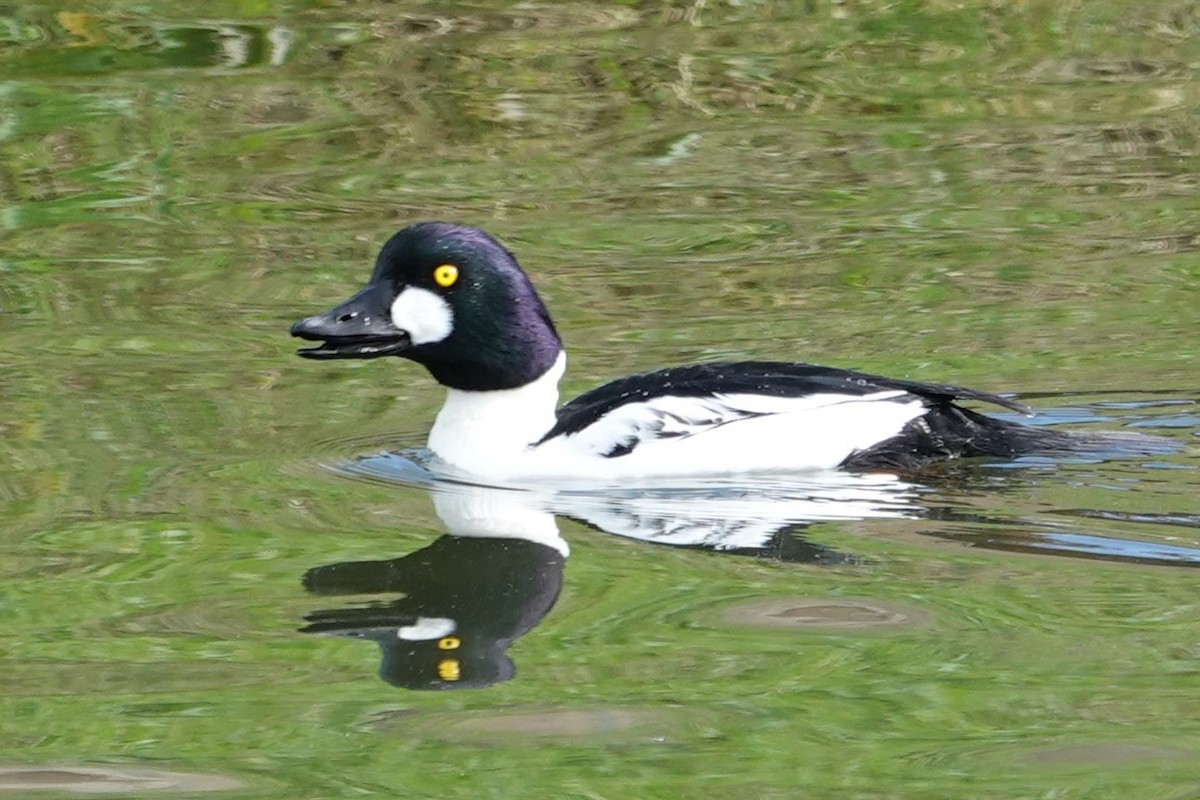 Common Goldeneye - ML646375781