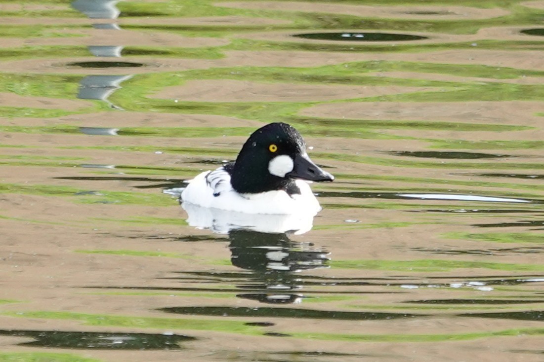 Common Goldeneye - ML646375782
