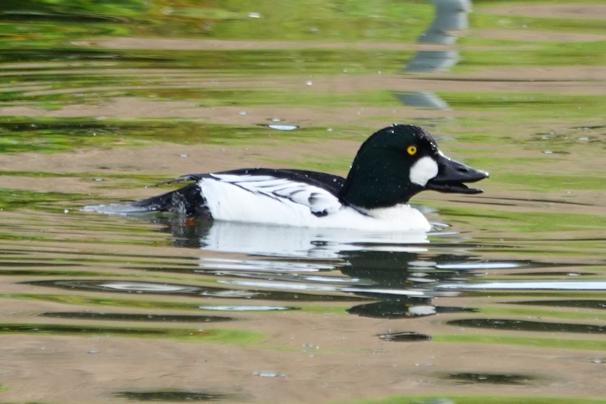 Common Goldeneye - ML646375783