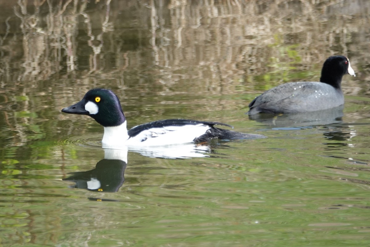 Common Goldeneye - ML646375784