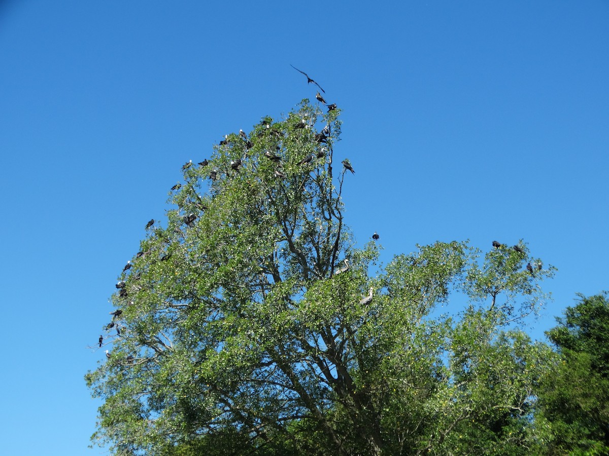 Magnificent Frigatebird - ML646375785