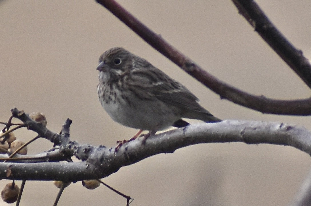 Vesper Sparrow - ML646375787