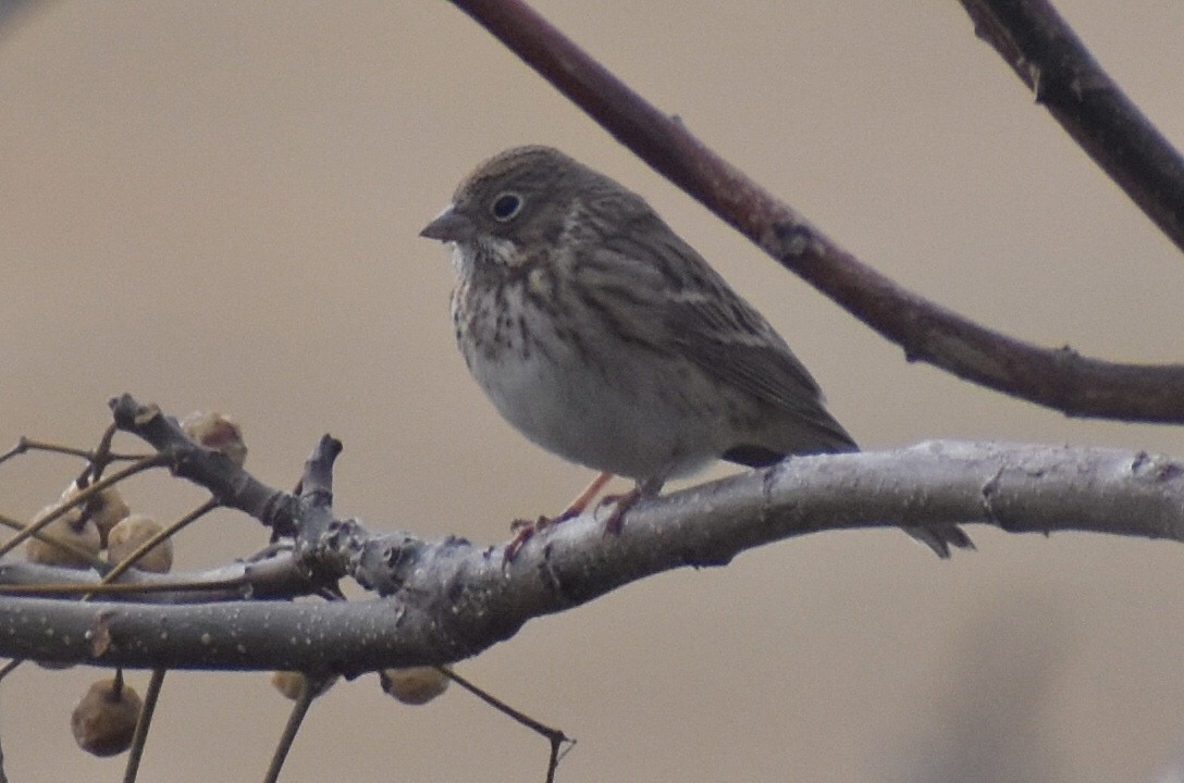 Vesper Sparrow - ML646375788