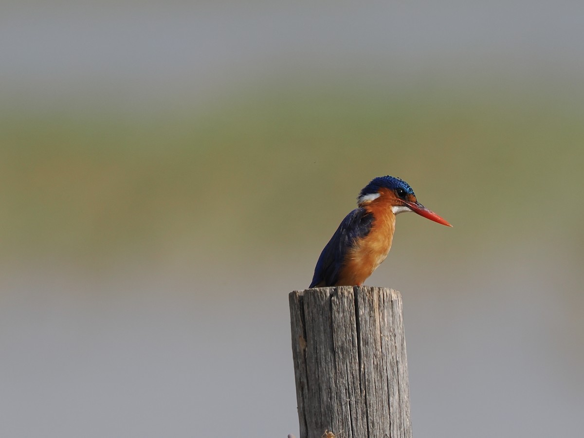 Malachite Kingfisher - ML646375791
