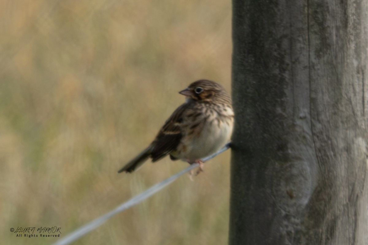 Abendammer - ML646375792