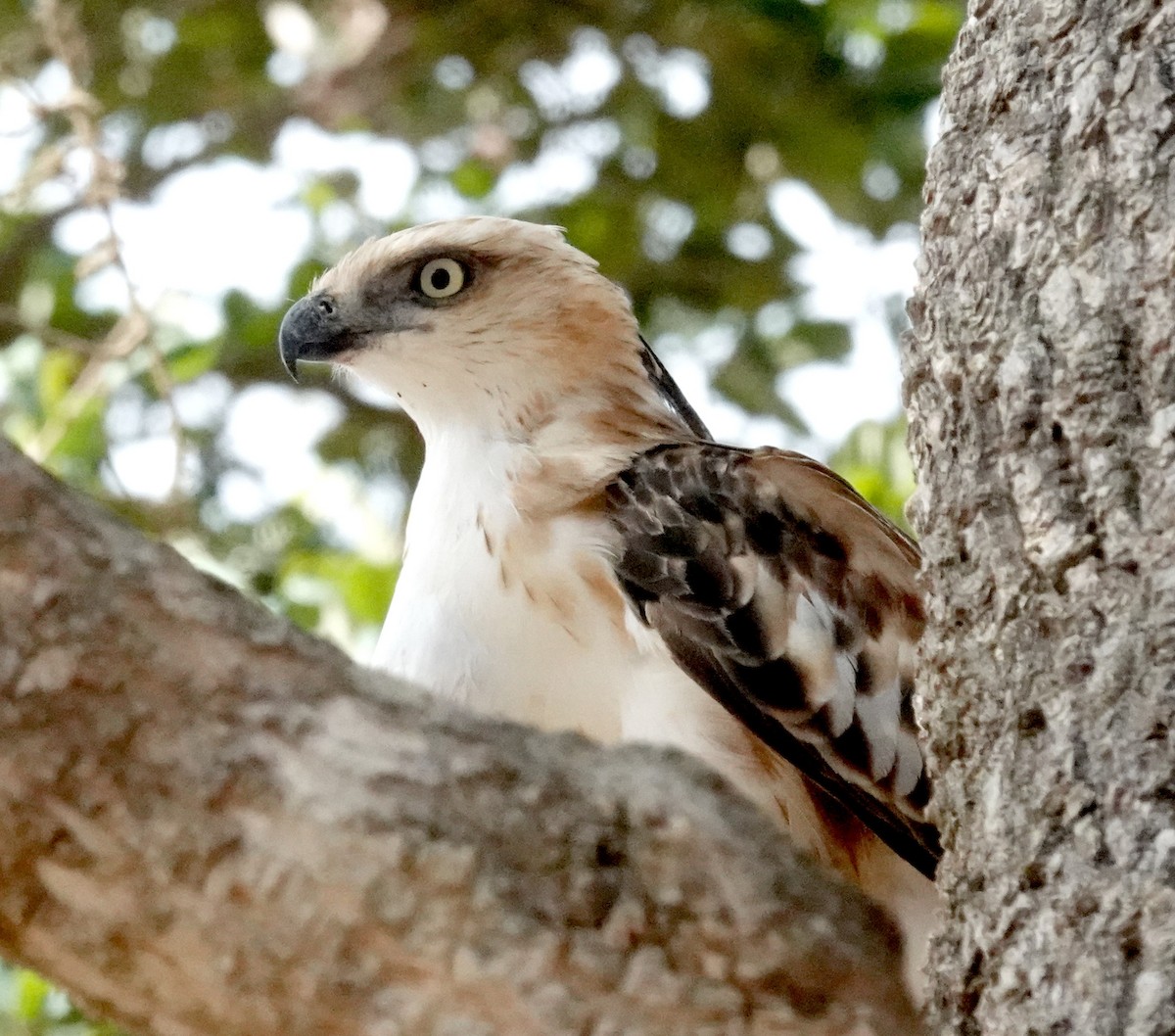 Changeable Hawk-Eagle - ML646375793