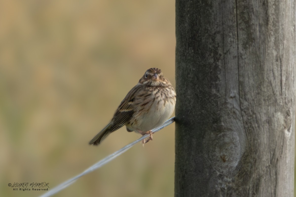 Abendammer - ML646375794