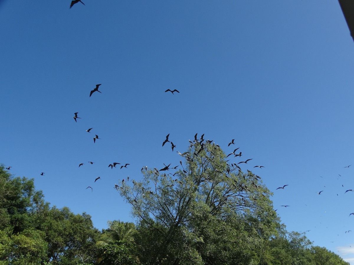 Magnificent Frigatebird - ML646375795