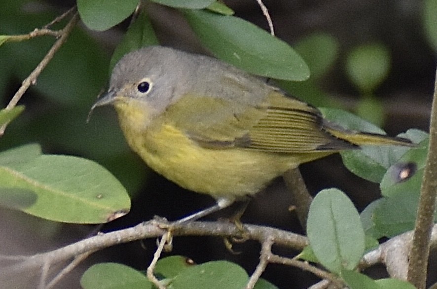 Nashville Warbler - ML646375796