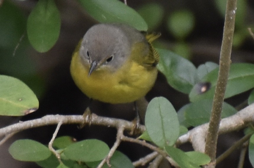 Nashville Warbler - ML646375797