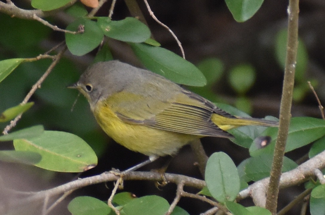 Nashville Warbler - ML646375798
