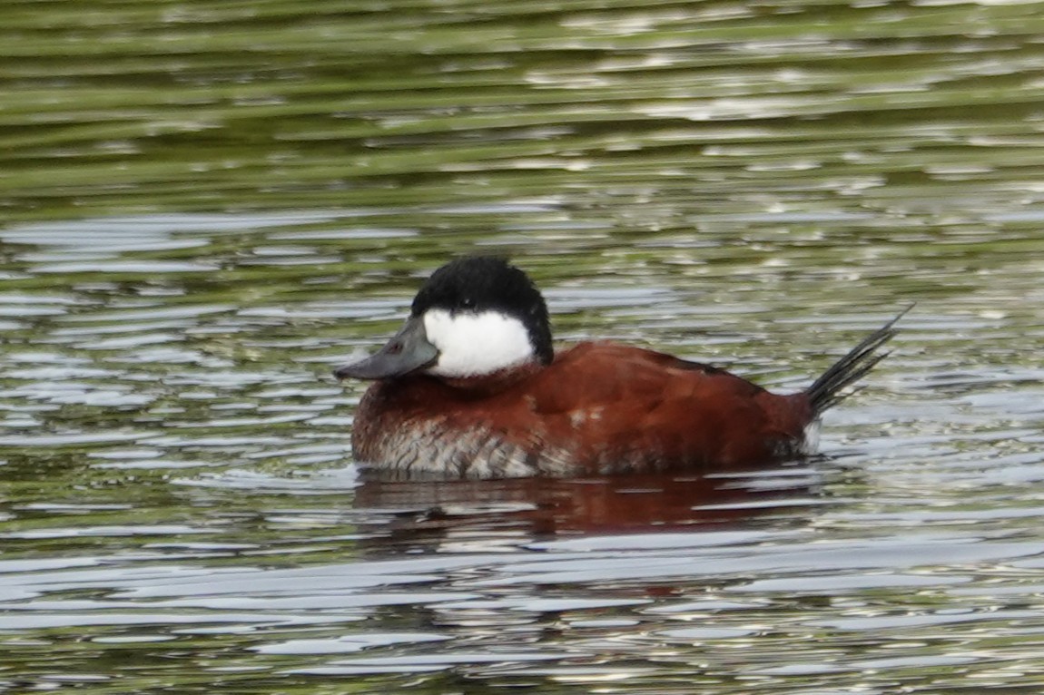 Ruddy Duck - ML646375799