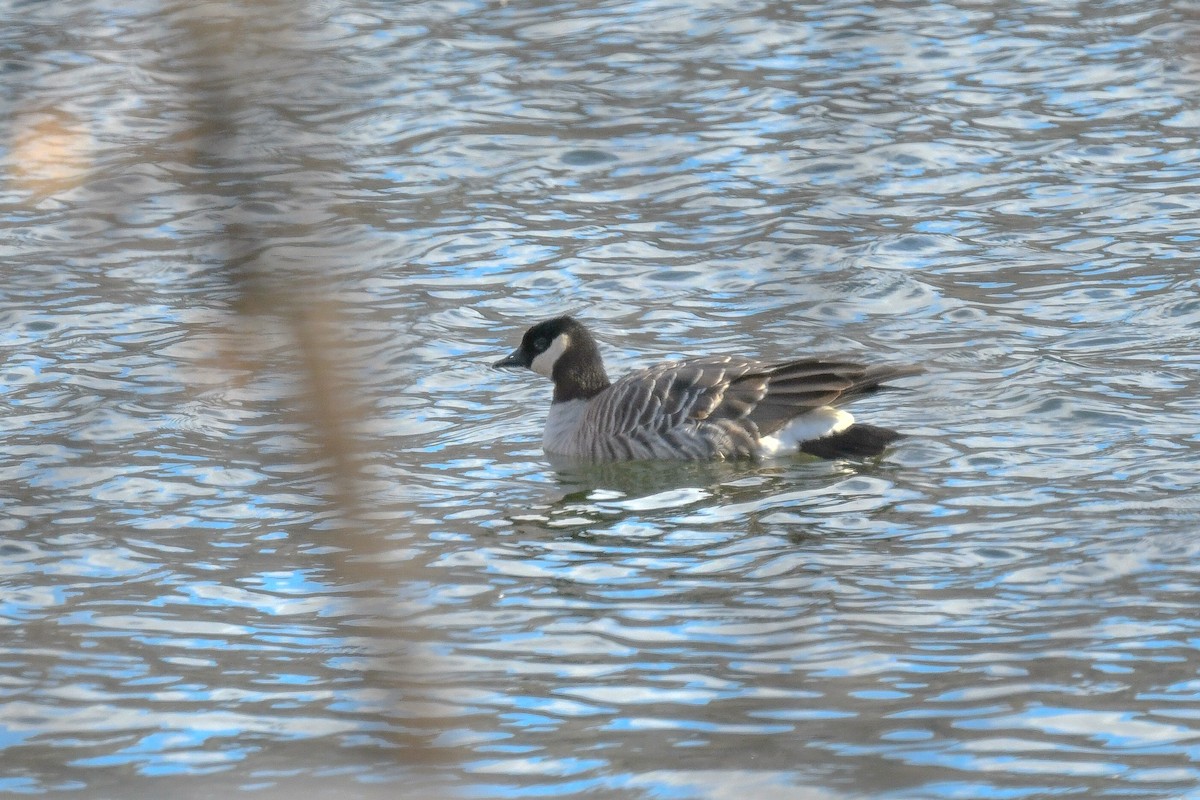 berneška malá - ML646375802