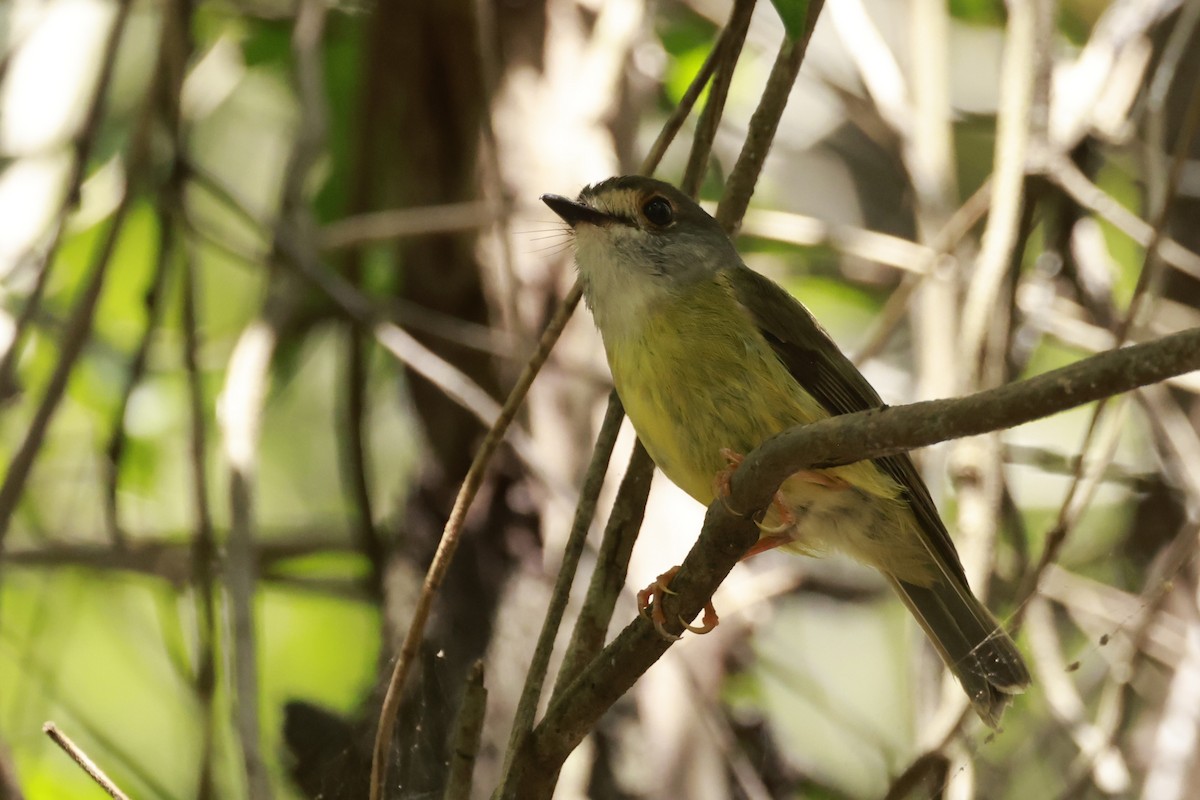 Pale-yellow Robin - ML646375803
