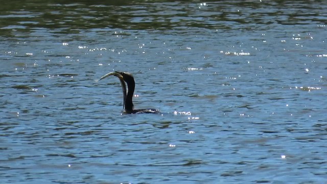 Cormorán Orejudo - ML646375807