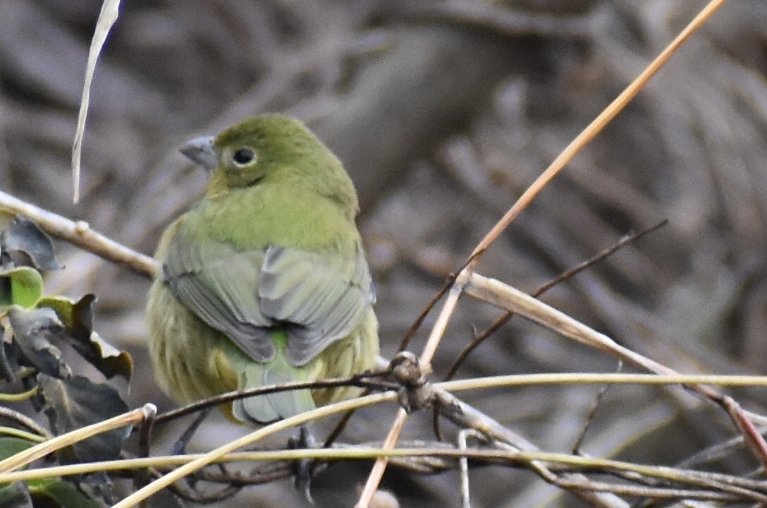 Painted Bunting - ML646375810