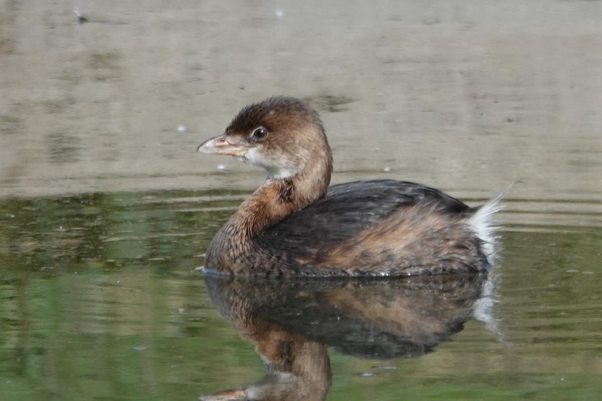 Pied-billed Grebe - ML646375813