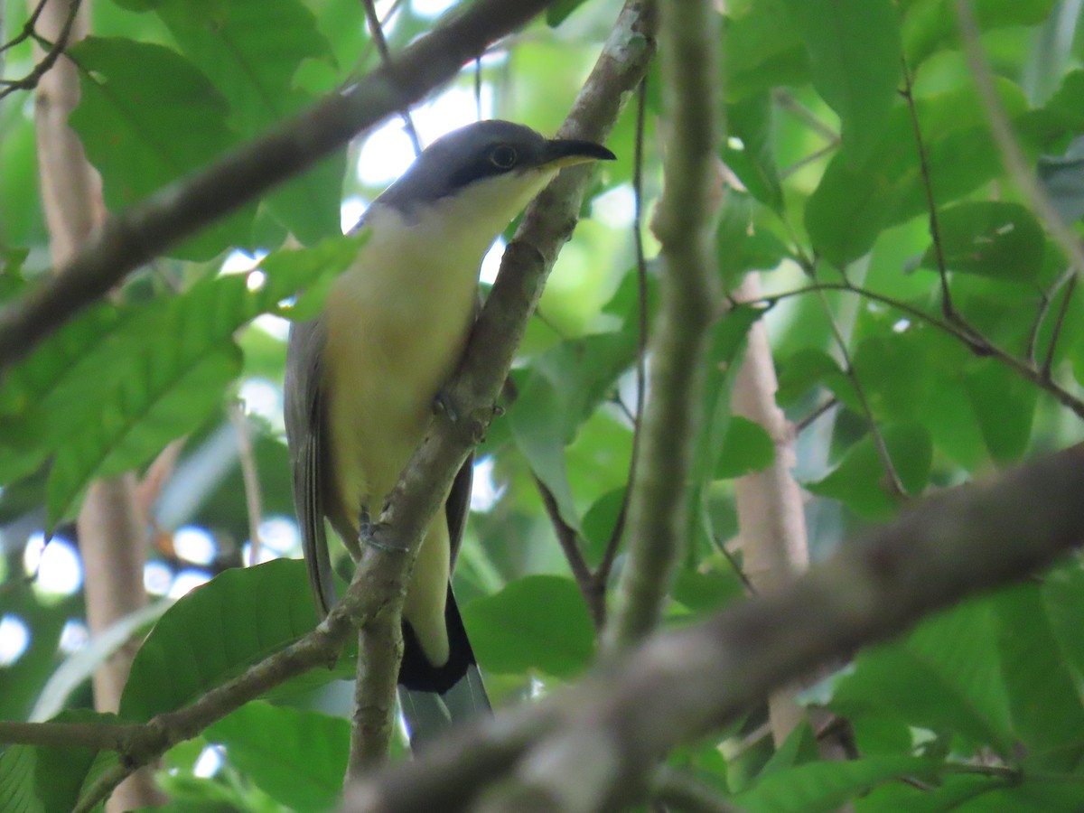 kukačka mangrovová - ML646375814