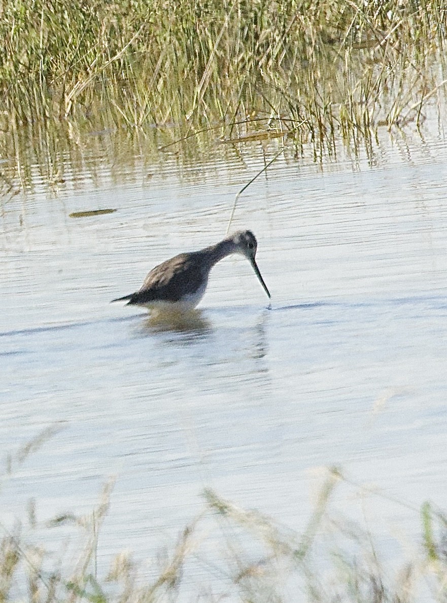 Greater Yellowlegs - ML646375815