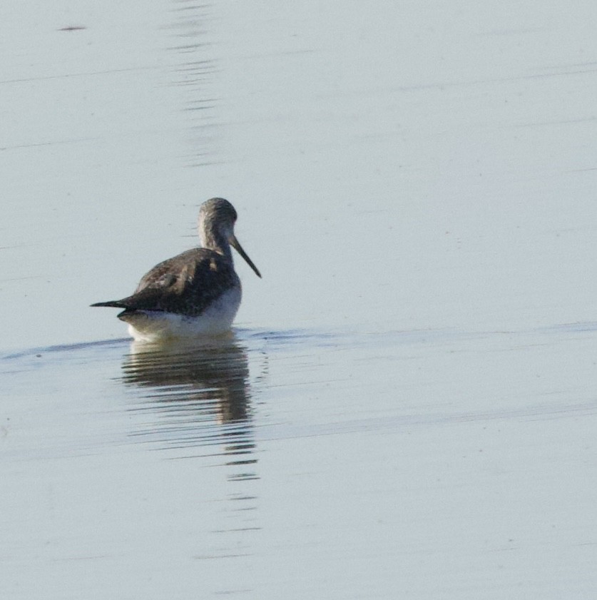 Greater Yellowlegs - ML646375816