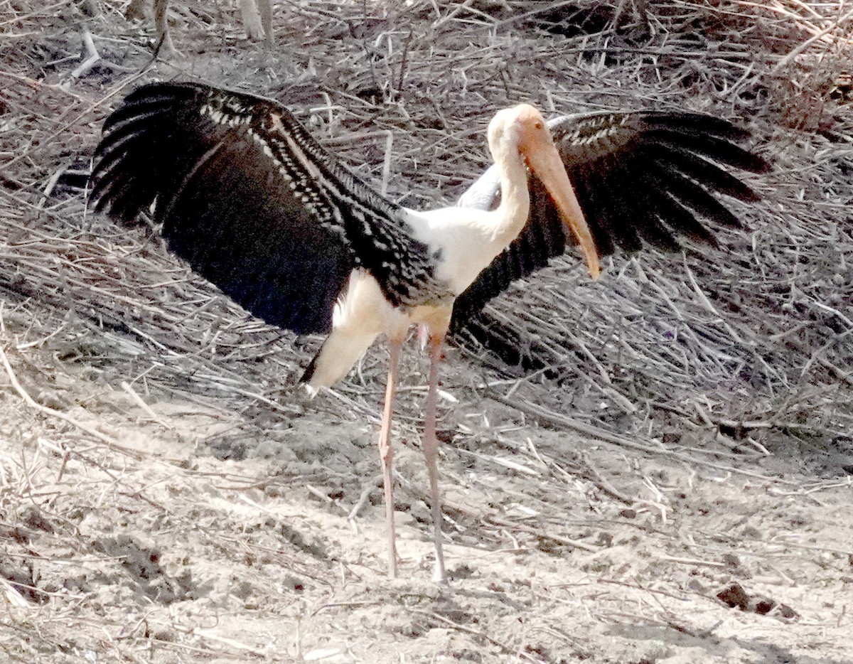 Painted Stork - ML646375817