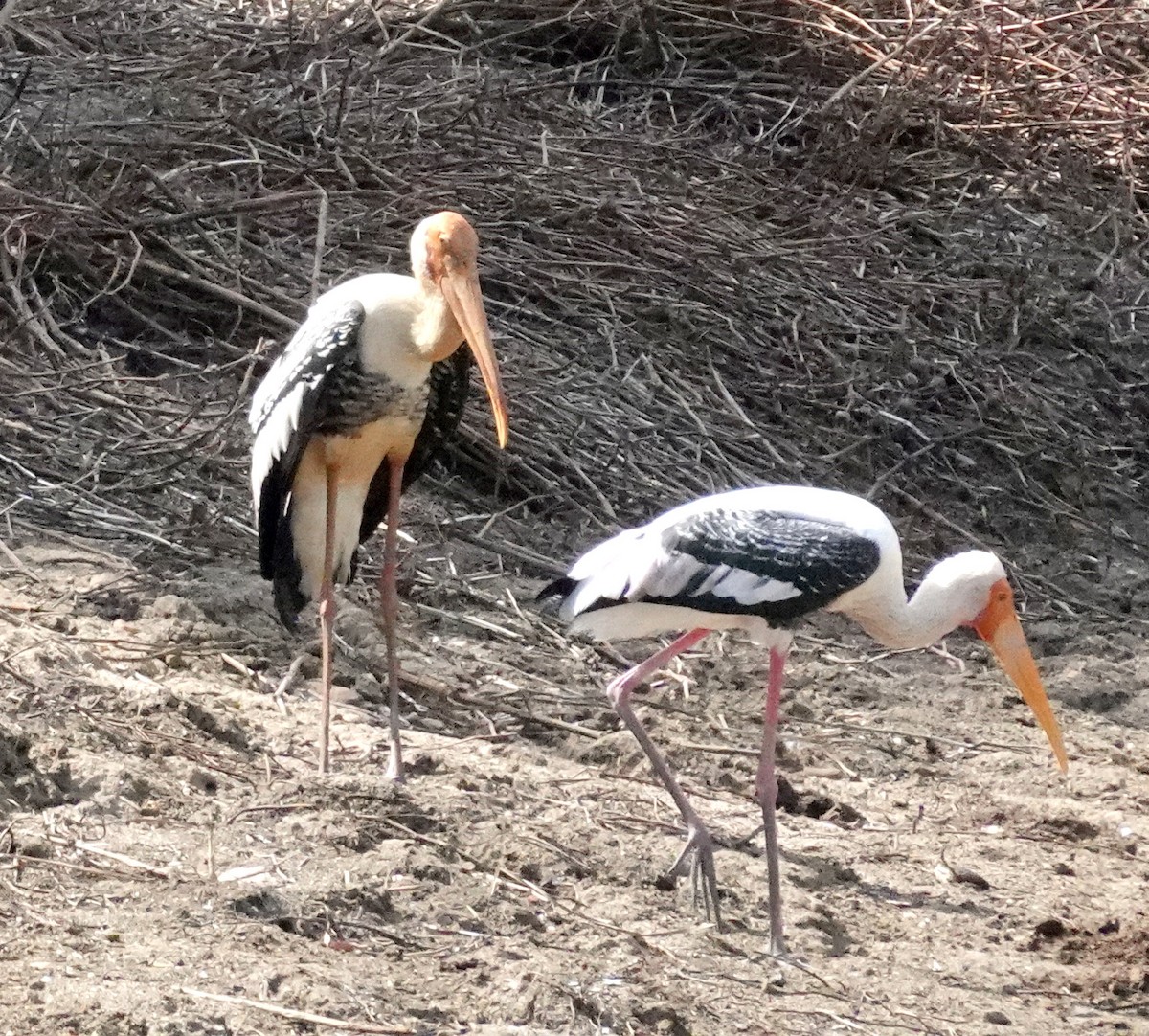 Painted Stork - ML646375818