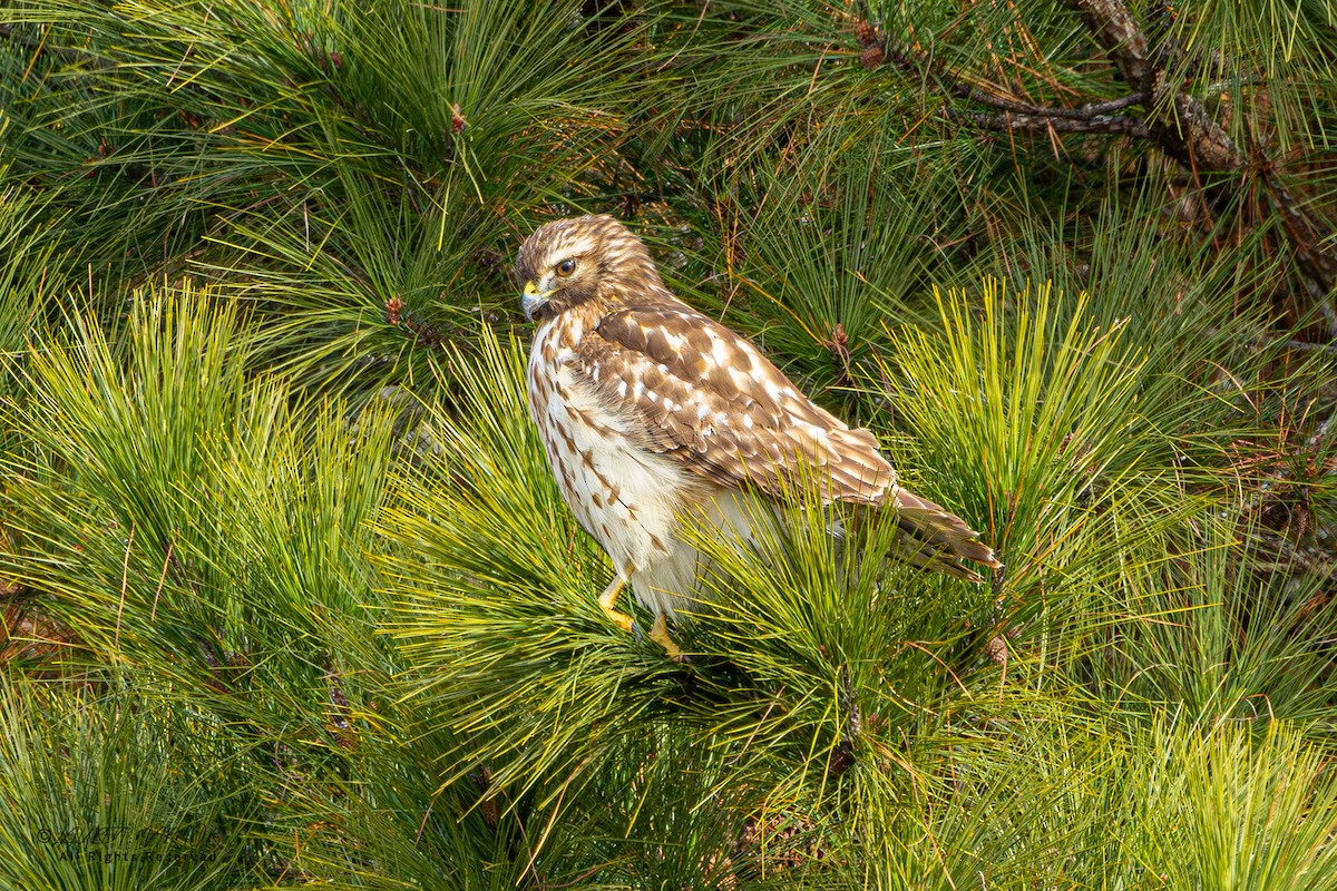 Red-shouldered Hawk - ML646375822