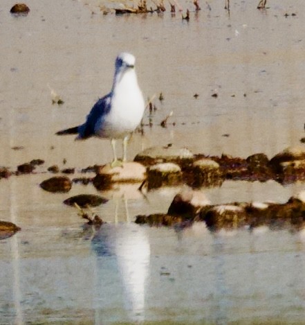 Ring-billed Gull - ML646375823