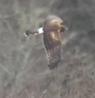 Northern Harrier - ML646375824