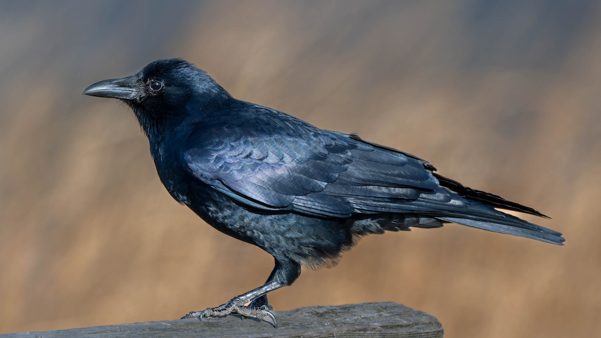 Fish Crow - ML646375825