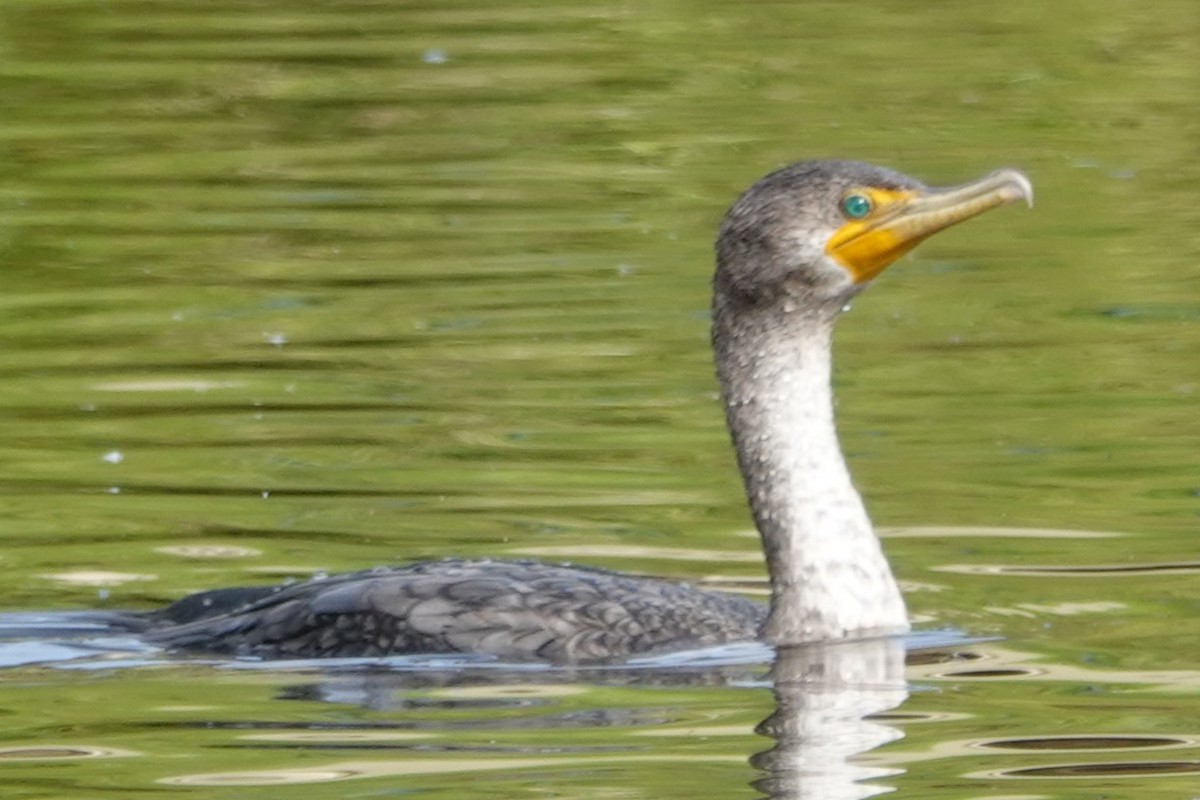 Double-crested Cormorant - ML646375826