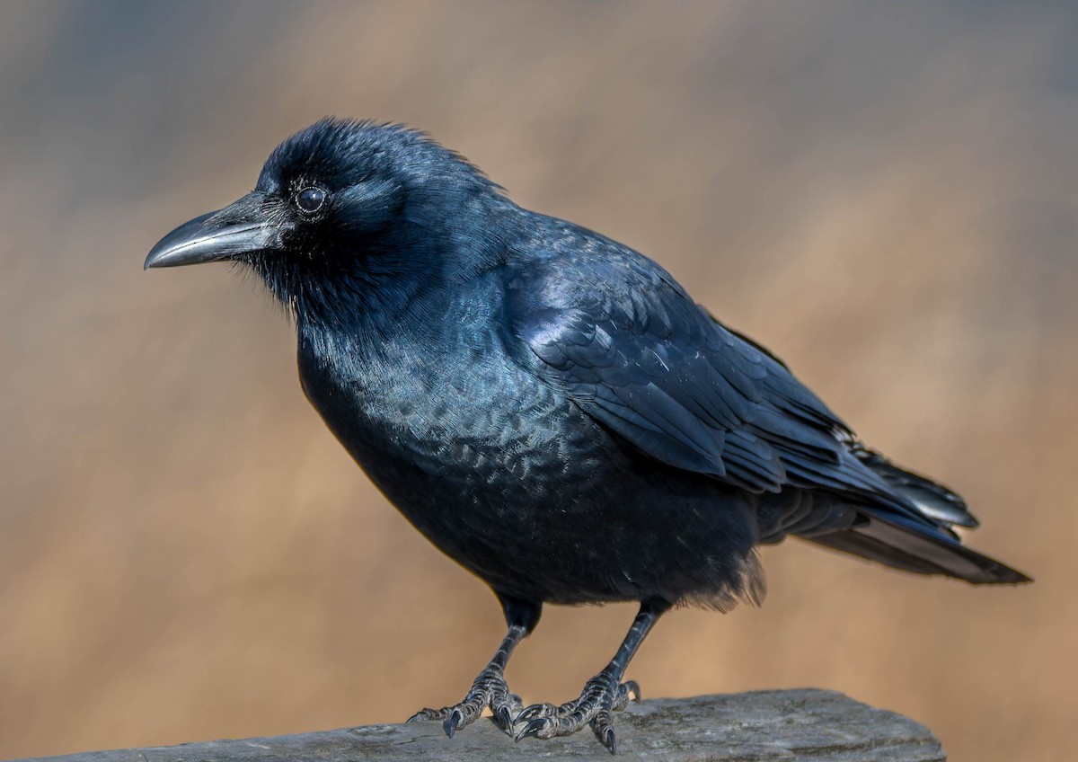 Fish Crow - ML646375831