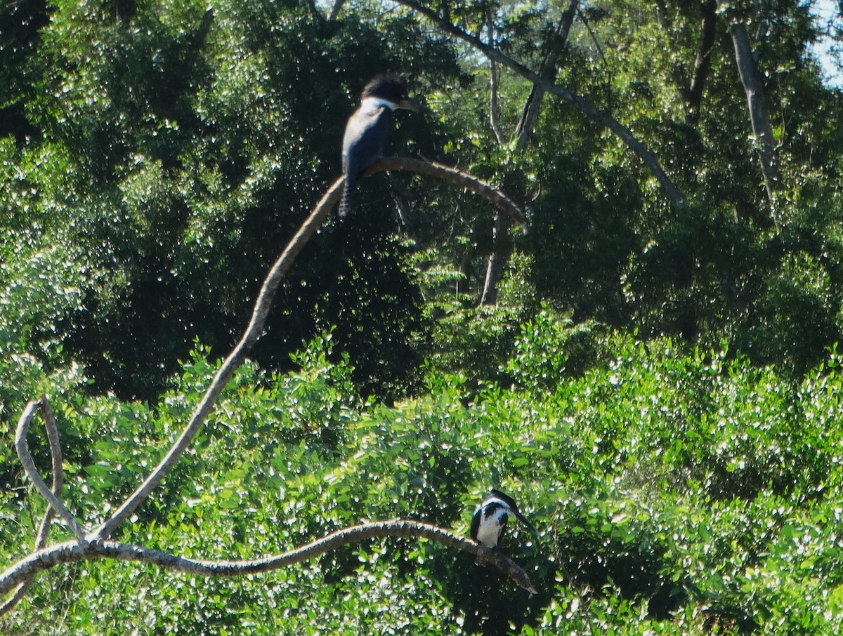Amazon Kingfisher - ML646375832