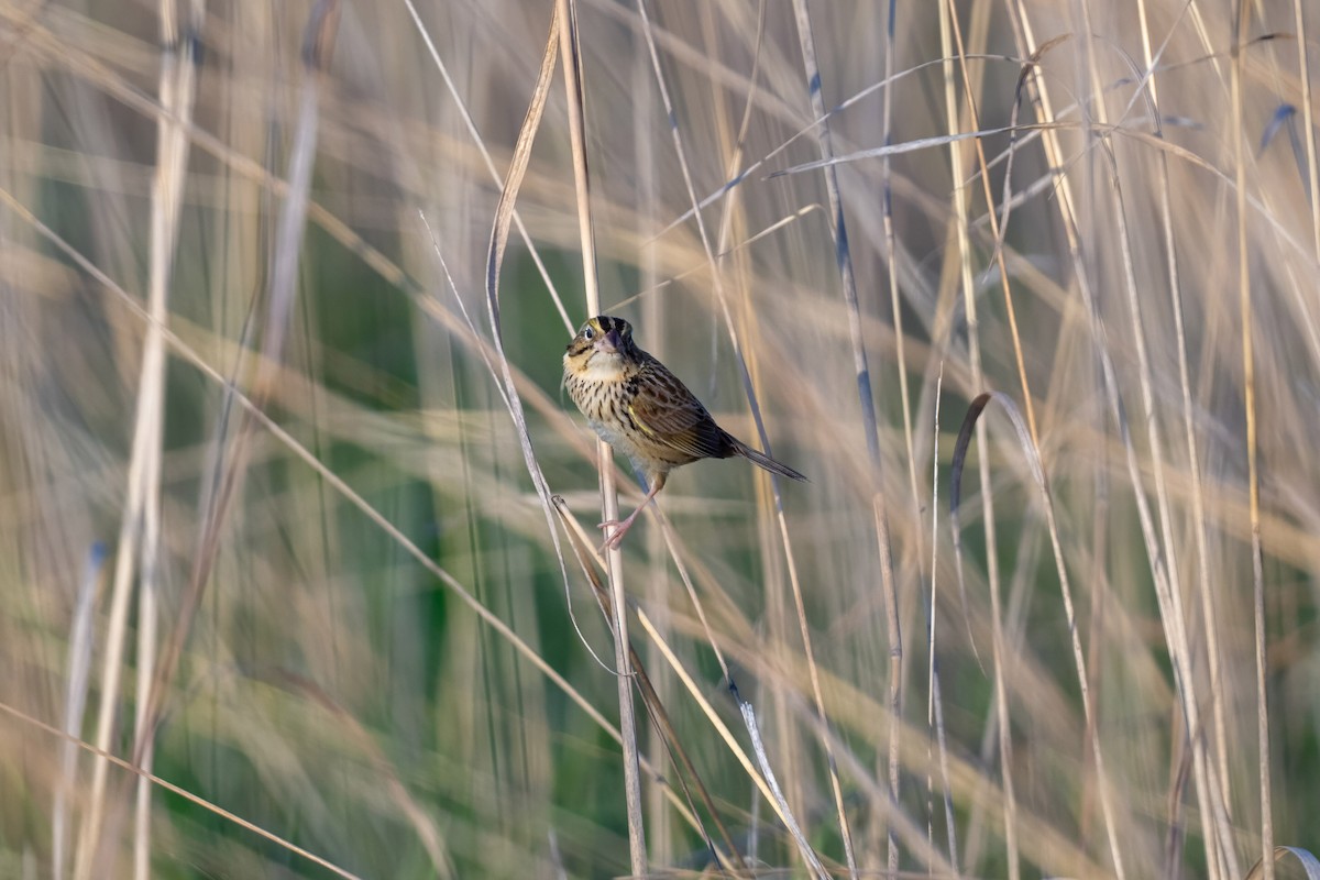 Henslow's Sparrow - ML646375833