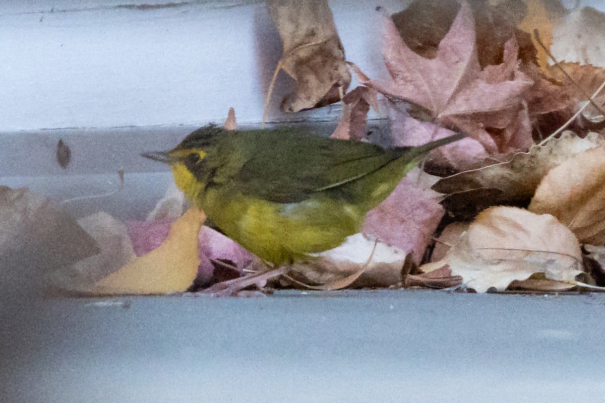 kentuckyparula - ML646375836