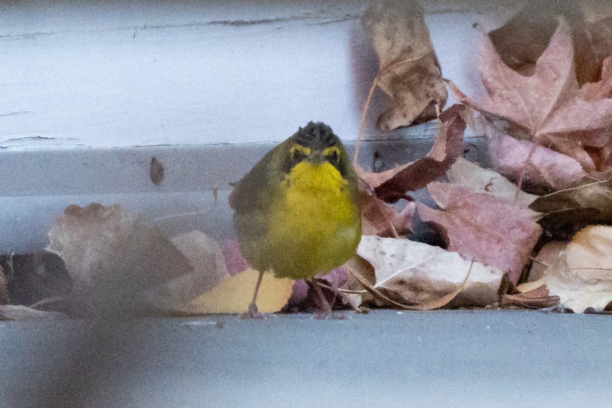 kentuckyparula - ML646375837