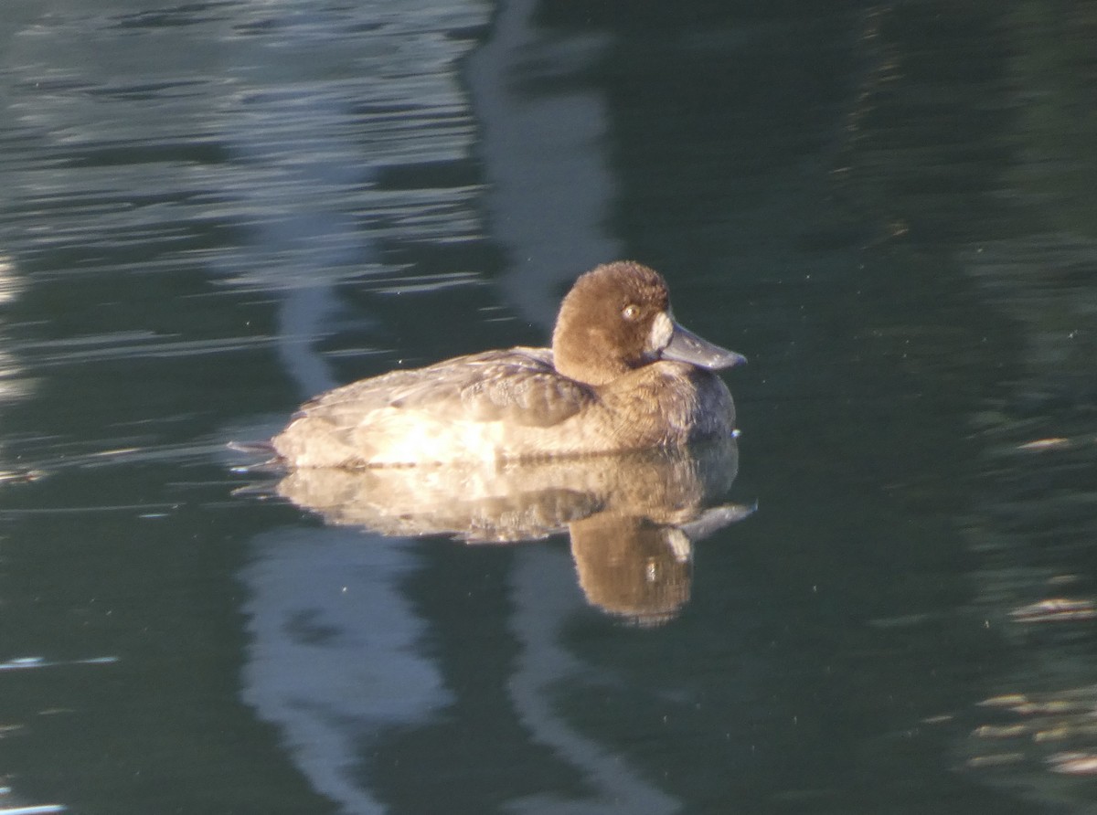 Fuligule milouinan - ML646375838