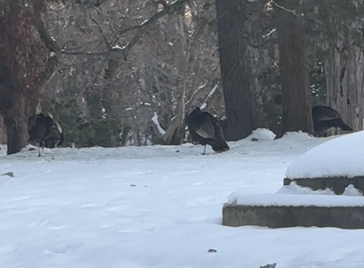 Wild Turkey - ML646375839
