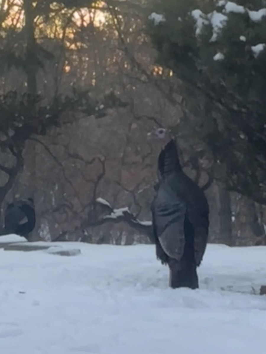 Wild Turkey - ML646375840