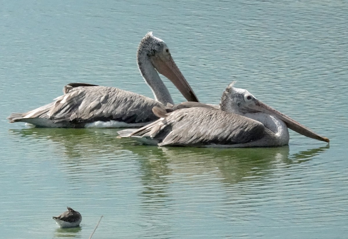 Spot-billed Pelican - ML646375841