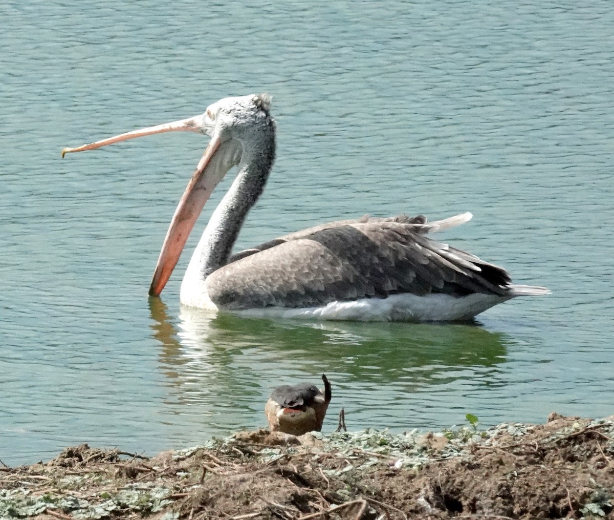 Spot-billed Pelican - ML646375842