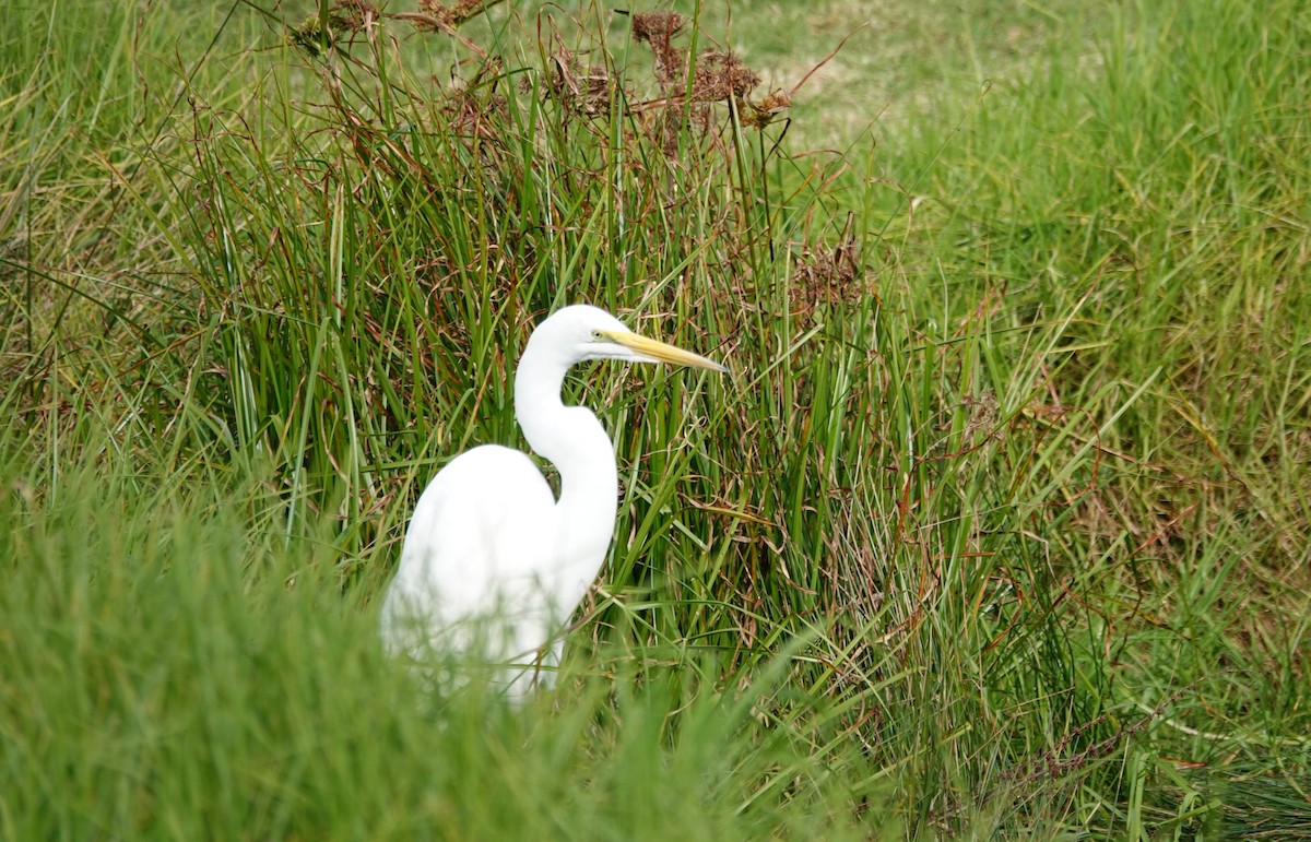 Great Egret - ML646375843